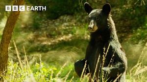 Video post by @bbcearth on YouTube