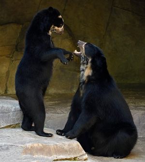 Image post by @sandiegozoo on Instagram