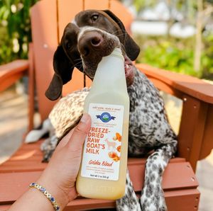 Image post by @pupfluence on Instagram