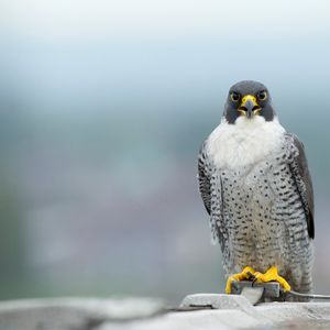Image post by @rspb on Instagram
