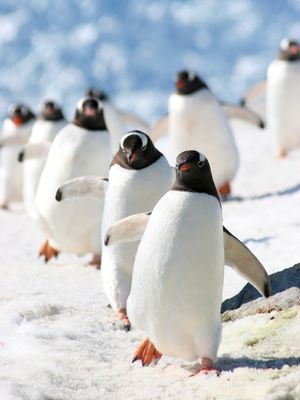 Image post by @animalplanet on Instagram