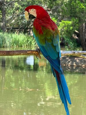 Image post by @GulfBreezeZoo on Facebook