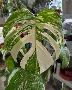 Image post by @reenasplants on Instagram