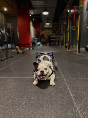 Image post by @walkinpets on Instagram