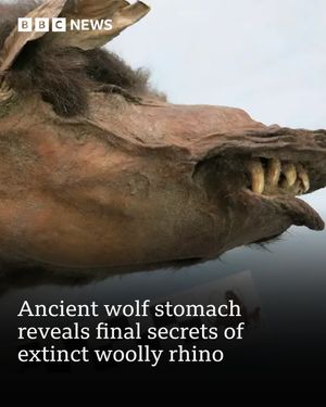 Image post by @bbcnews on Instagram