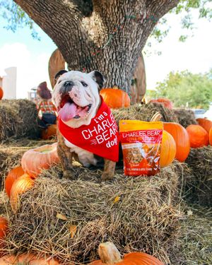 Image post by @charlee_bear_dogtreats on Instagram