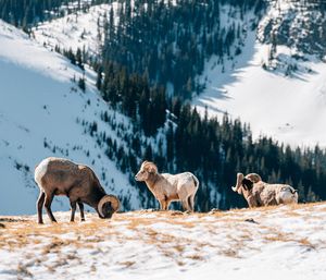 Image post by @skitaos on Instagram