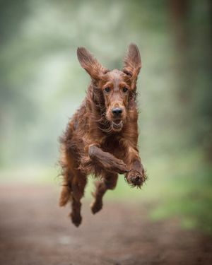 Image post by @animalplanet on Instagram