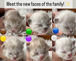Image post by @brunrik.and.pyrene.ragdolls on Instagram
