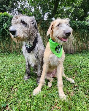 Image post by @thesavannahwolfhound on Instagram