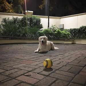 Image post by @mikethewhitegolden on Instagram