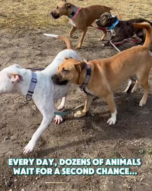Image post by @DetroitGSD on Facebook