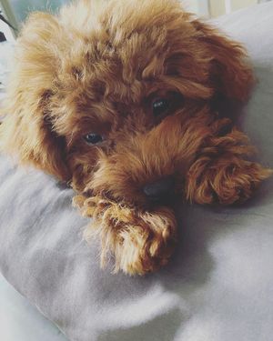 Image post by @natasaornella on Instagram