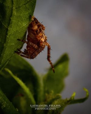 Image post by @Lathanuel Filliol Photography on Facebook