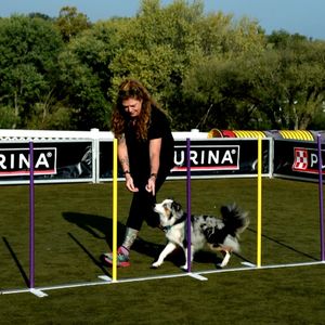 Image post by @purina on Instagram