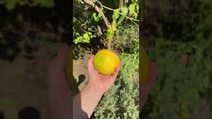 Video post by @carmeninthegarden on YouTube