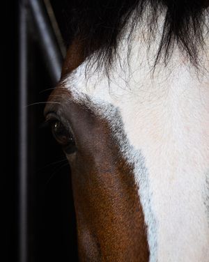 Image post by @coolmoreamerica on Instagram