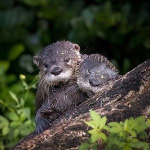 Image post by @animalplanet on Instagram