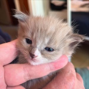 Image post by @brunrik.and.pyrene.ragdolls on Instagram