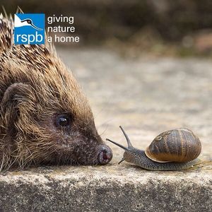 Image post by @rspb on Instagram
