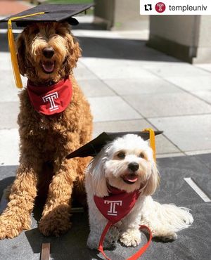Image post by @templealumni on Instagram