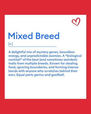 Image post by @petsmart on Instagram