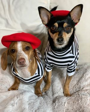 Image post by @pickles_houdini on Instagram