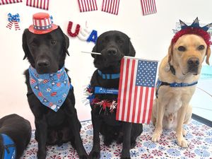 Image post by @canineorg on Instagram