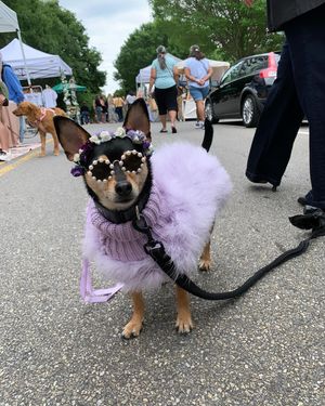 Image post by @pickles_houdini on Instagram