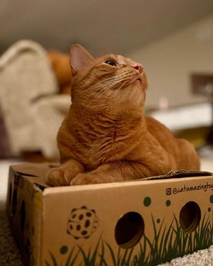 Image post by @cheeeto.the.cat on Instagram