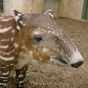 Image post by @sandiegozoo on Instagram