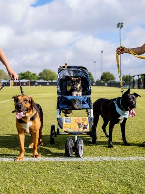 Image post by @houstondash on Instagram