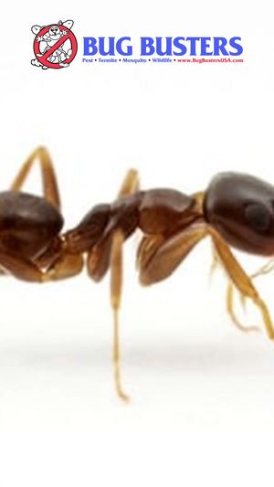 Video post by @bugbustersusa on TikTok