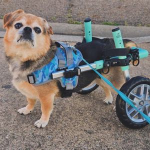 Image post by @walkinpets on Instagram