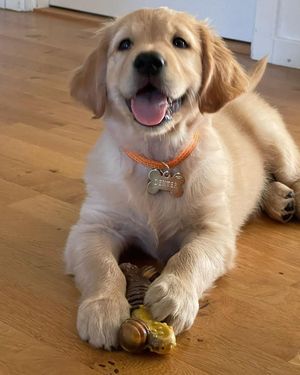 Image post by @niartii on Instagram