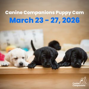 Image post by @canineorg on Instagram