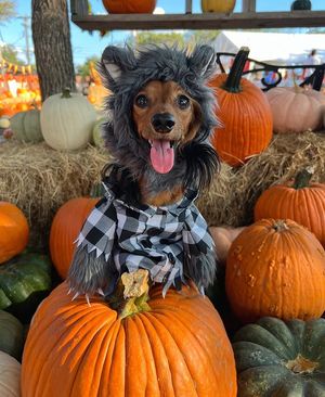 Image post by @pupcorntreats on Instagram