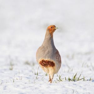 Image post by @rspb on Instagram