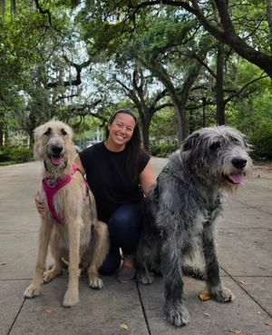 Image post by @thesavannahwolfhound on Instagram