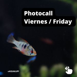 Image post by @aqualupi on Instagram
