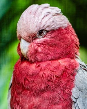 Image post by @thetorontozoo on Instagram