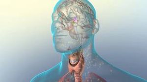 Video post by @nucleusmedicalmedia on YouTube