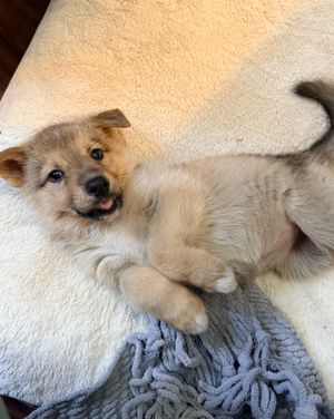 Image post by @heartsandbonesrescue on Instagram