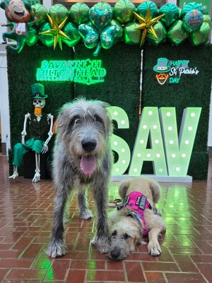 Image post by @thesavannahwolfhound on Instagram