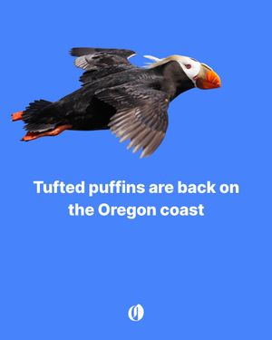 Image post by @theoregonian on Instagram