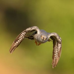 Image post by @rspb on Instagram
