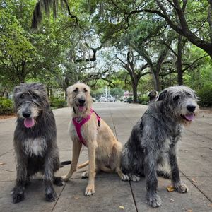 Image post by @thesavannahwolfhound on Instagram