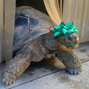 Image post by @sandiegozoo on Instagram