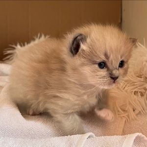 Image post by @brunrik.and.pyrene.ragdolls on Instagram