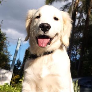Image post by @mikethewhitegolden on Instagram